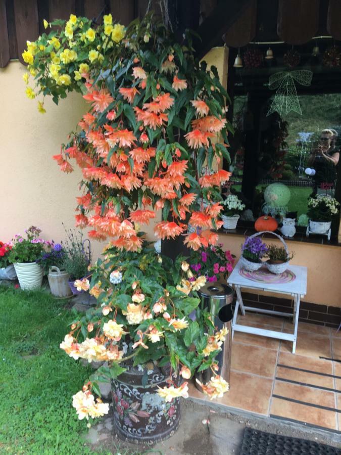 Ranczo Frodyma Bed and Breakfast Stronie Śląskie Exteriör bild